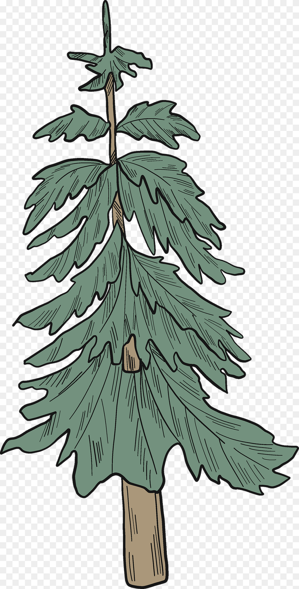 Evergreen Tree Clipart, Plant, Pine, Fir, Conifer Png