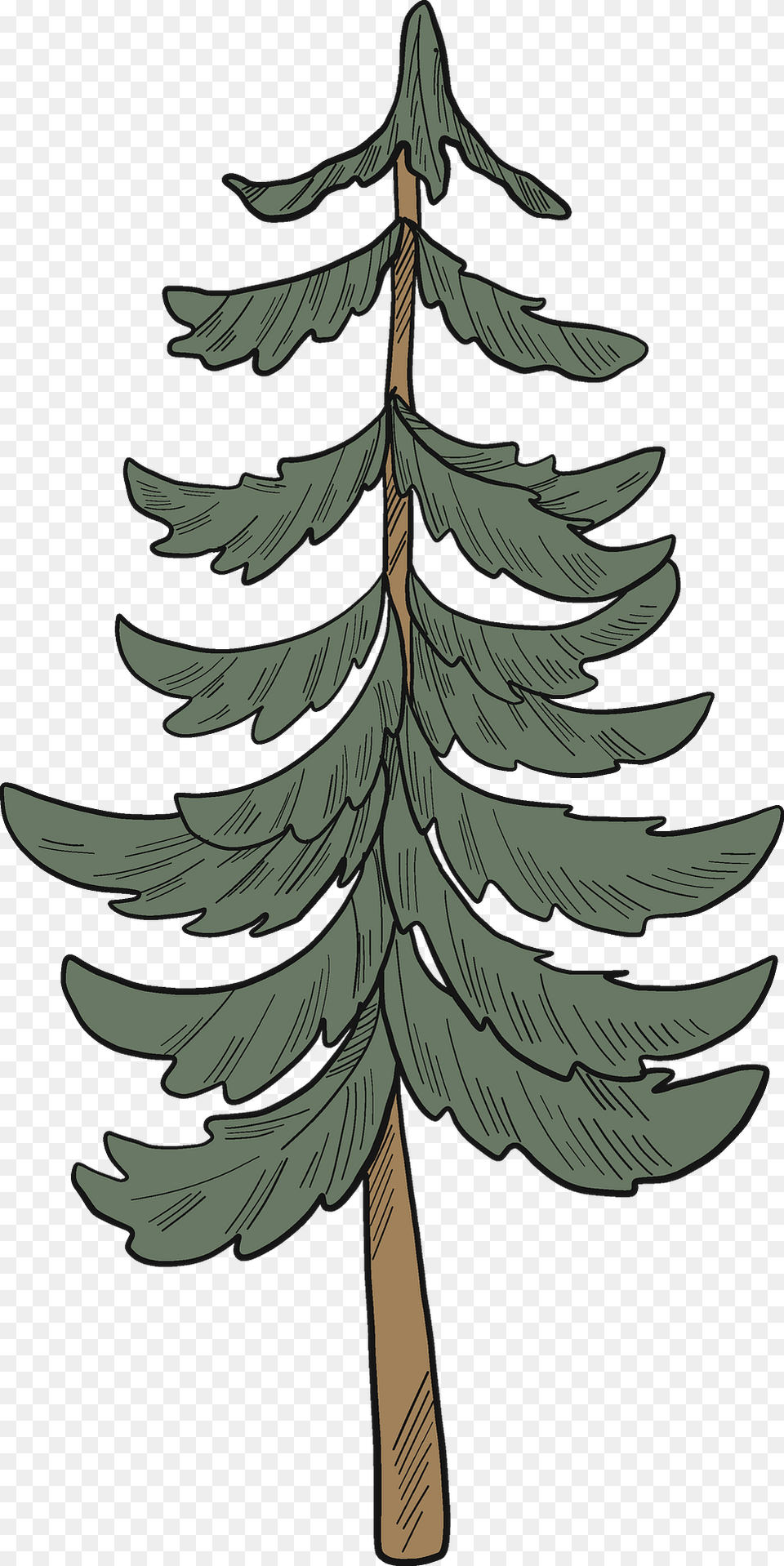 Evergreen Tree Clipart, Plant, Pine, Fir, Conifer Free Png