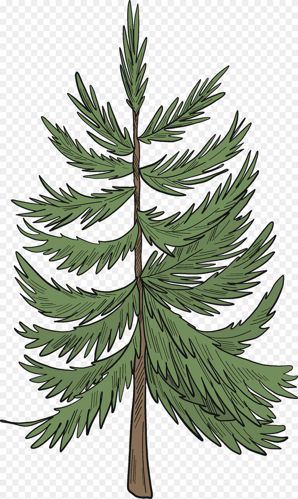 Evergreen Tree Clipart, Conifer, Fir, Pine, Plant Png