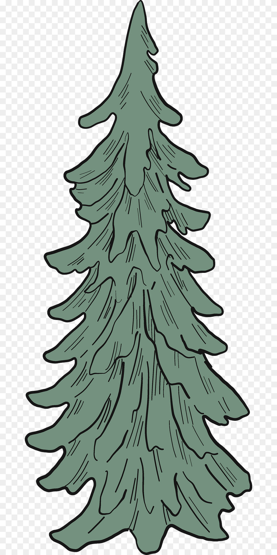 Evergreen Tree Clipart, Plant, Fir, Person, Festival Free Png Download