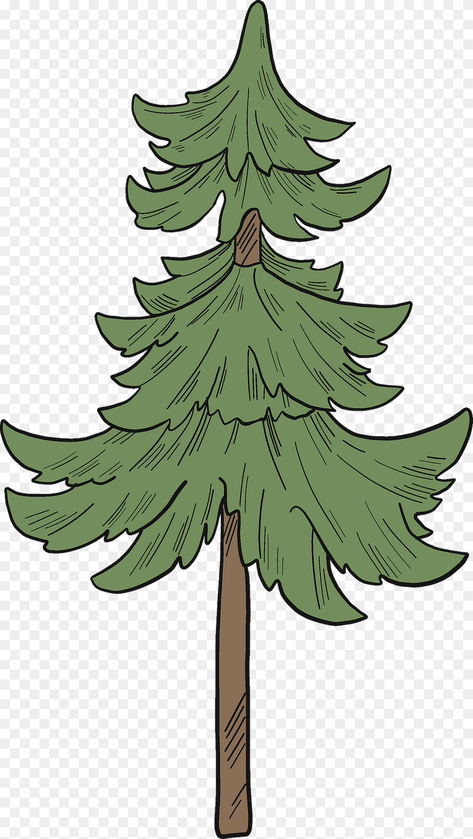 Evergreen Tree Clipart, Fir, Pine, Plant, Conifer Free Transparent Png