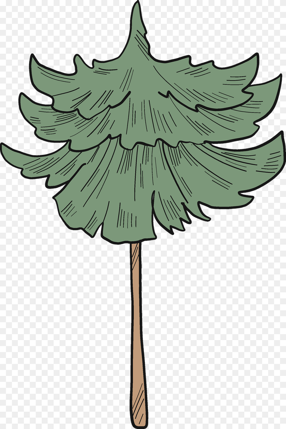 Evergreen Tree Clipart, Leaf, Plant, Fir, Art Free Transparent Png