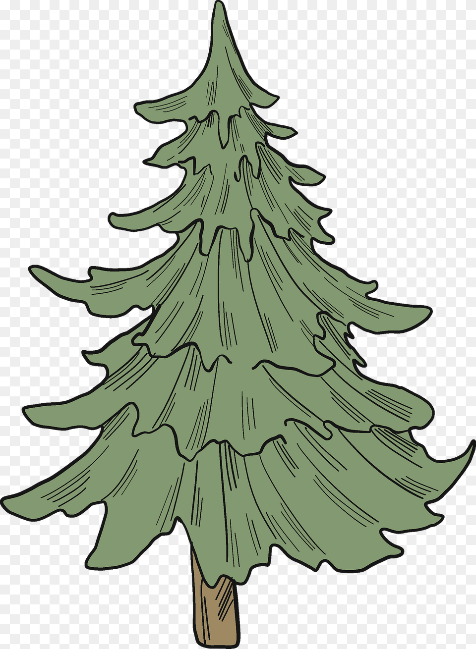 Evergreen Tree Clipart, Plant, Christmas, Christmas Decorations, Festival Free Png