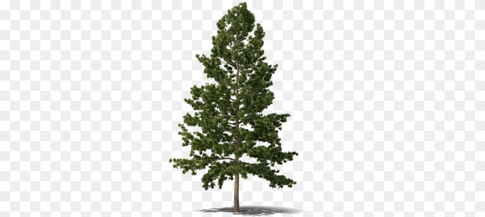 Evergreen Tree Download Mart Evergreen Tree, Conifer, Pine, Plant, Fir Png