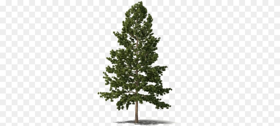 Evergreen Tree Evergreen Tree, Conifer, Pine, Plant, Fir Png