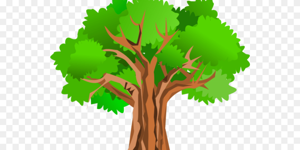 Evergreen Tree Clip Art, Plant, Tree Trunk, Oak, Sycamore Free Png Download