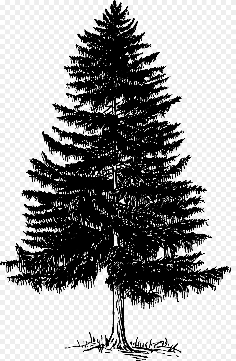 Evergreen Tree Photos Pine Trees Black And White Vector, Plant, Fir, Conifer, Person Free Transparent Png