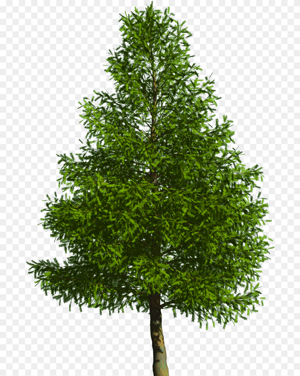 Evergreen Tree Pine Douglas Fir Oak Tree White Background, Conifer, Green, Plant, Tree Trunk Free Png Download