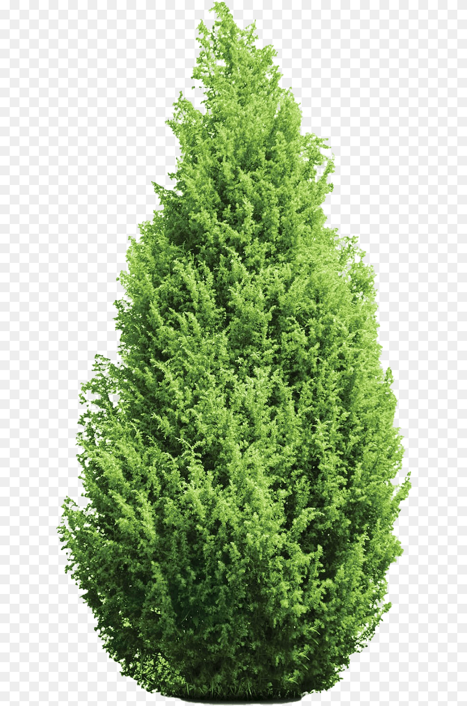 Evergreen Tree Transparent Background Cypress Tree, Conifer, Fir, Plant, Pine Free Png Download