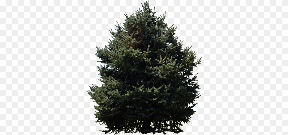 Evergreen Trees 1 Image Christmas Tree, Conifer, Fir, Plant, Spruce Free Png Download
