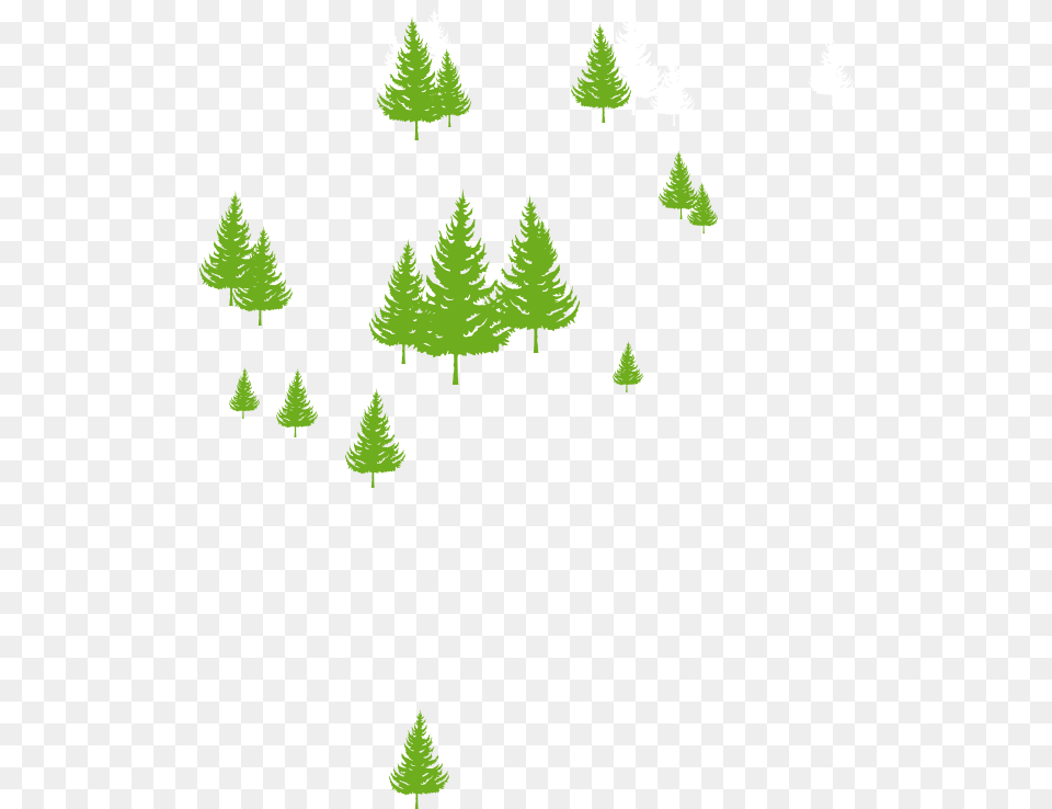 Evergreen Trees Christmas Tree, Fir, Grass, Green, Pine Free Transparent Png