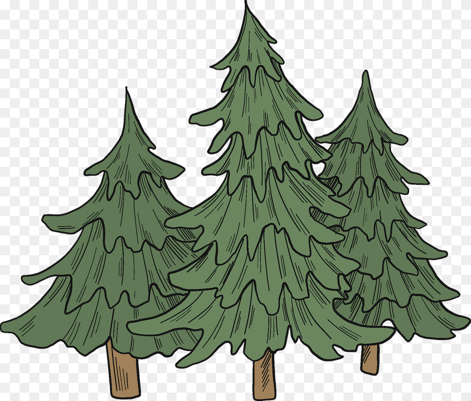 Evergreen Trees Clipart, Plant, Tree, Fir, Conifer Free Png Download
