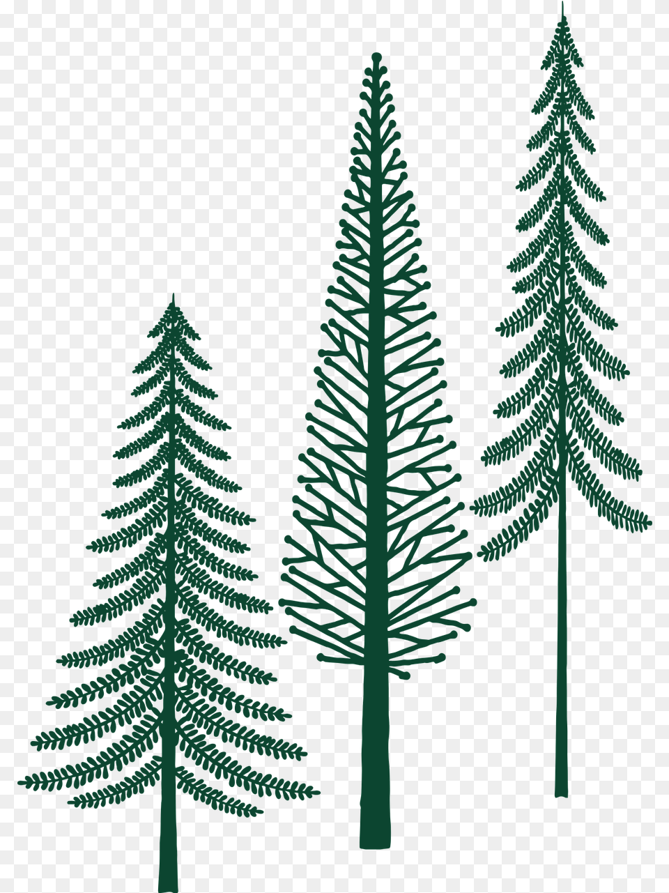 Evergreen Trees Forest Tree Vector Graphic On Pixabay White Pine, Fir, Plant, Christmas, Christmas Decorations Free Png Download