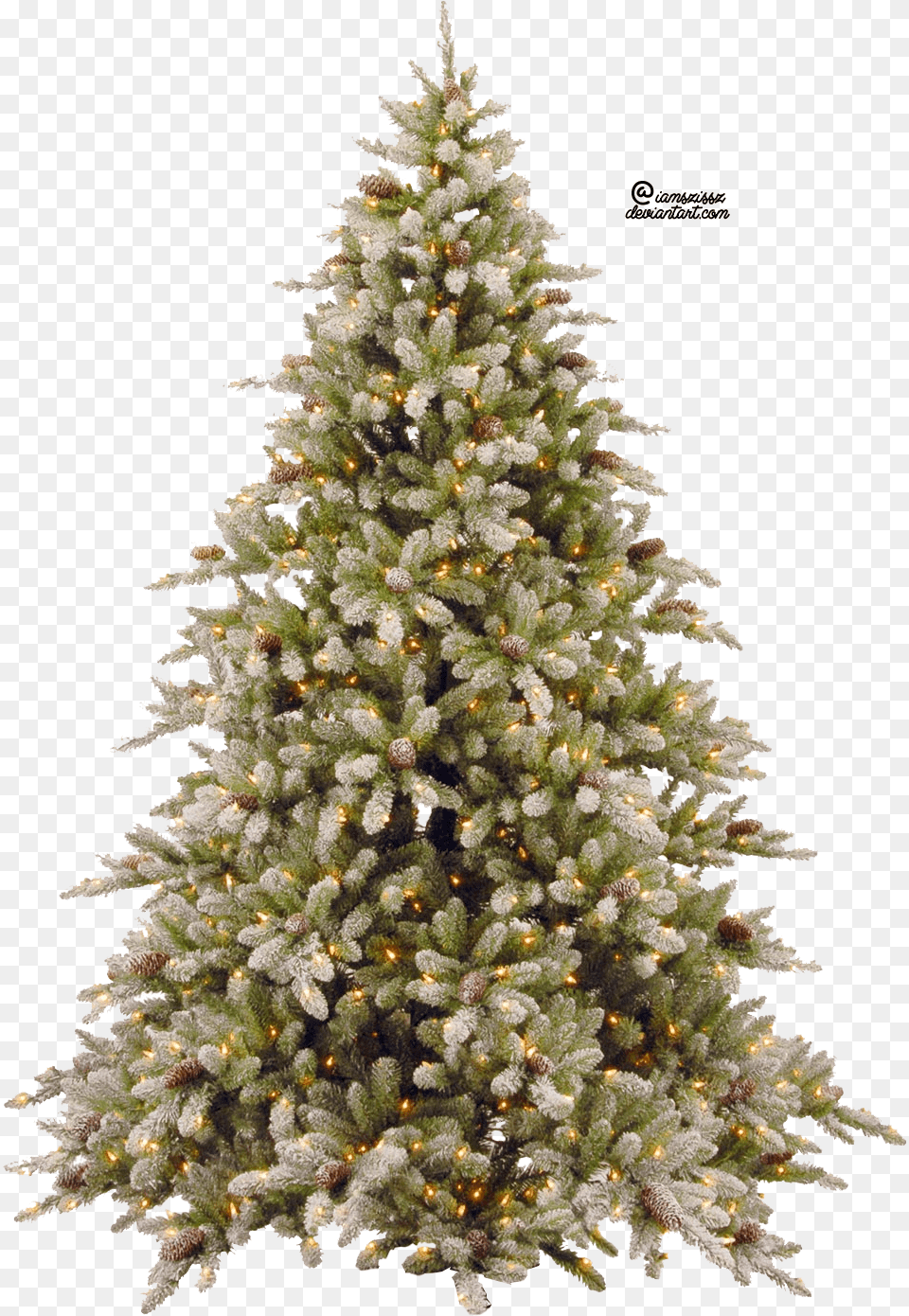 Evergreen Trees Real Christmas Tree Transparent, Plant, Pine, Christmas Decorations, Festival Free Png