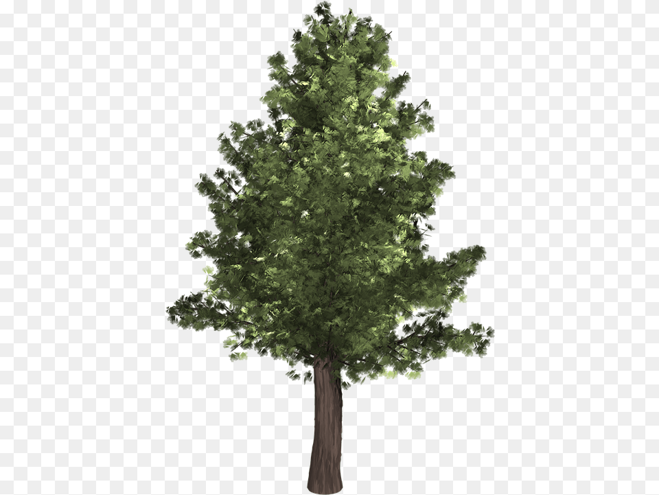 Evergreen Trees Tree Evergreen Isolated Pine Tree, Plant, Conifer, Tree Trunk, Oak Png Image