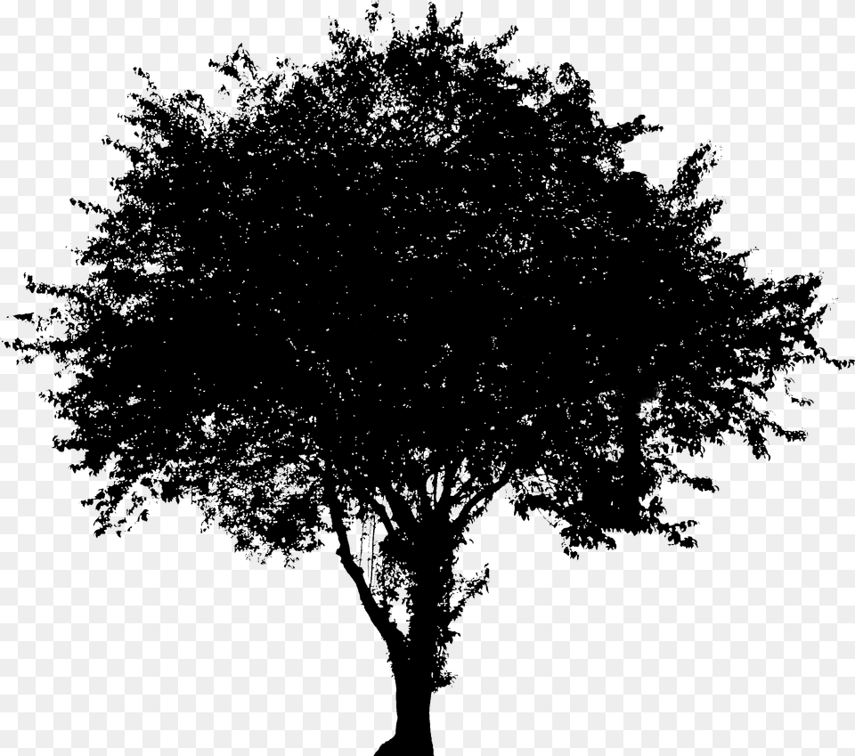 Evergreen Vector Silhouette Dogwood Tree Vector, Gray Free Png