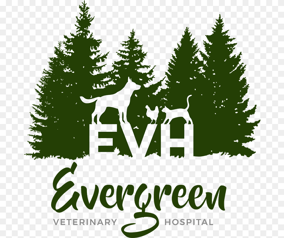 Evergreen Veterinary Hospital Illustration, Vegetation, Tree, Plant, Green Free Transparent Png