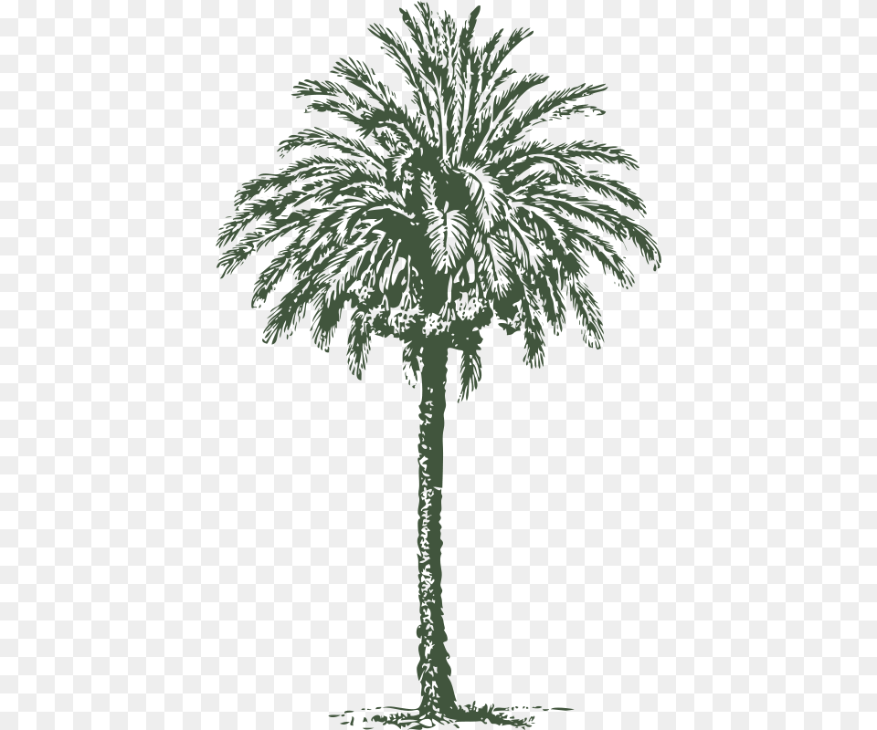 Evergreenplantarecales Arabian Palm Tree, Palm Tree, Plant, Person, Vegetation Free Png