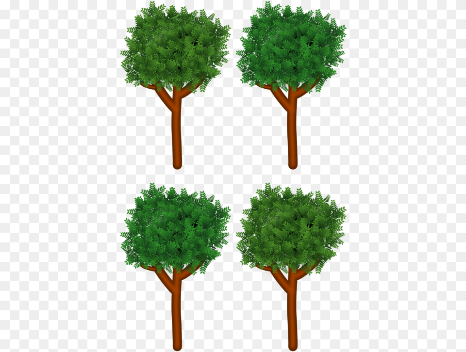 Evergreenplantshrub Post Oak, Green, Vegetation, Tree, Plant Png