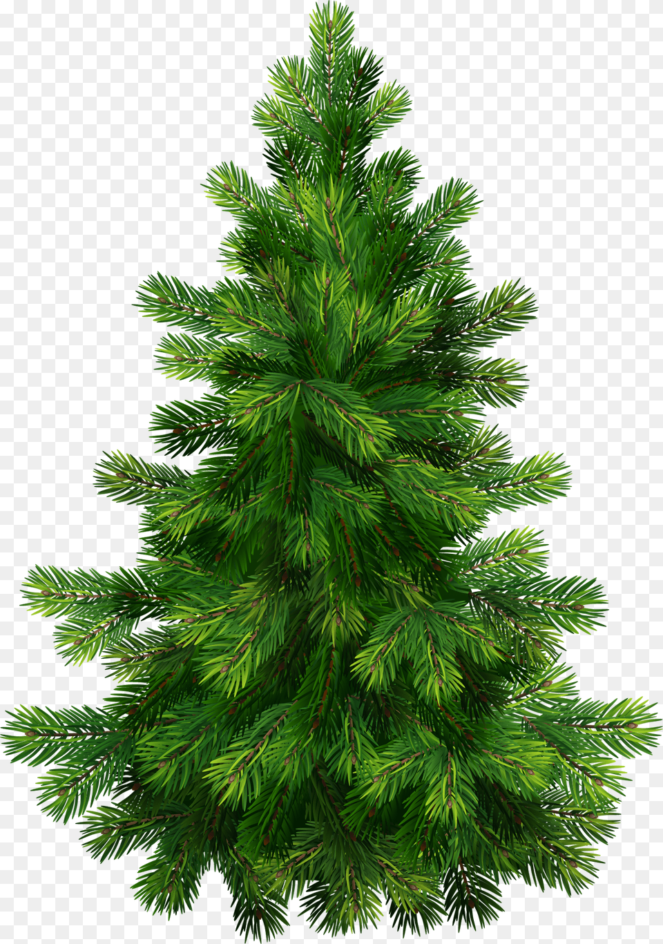 Evergreens With Pine Cones Clipart Christmas Tree Vector, Plant, Fir, Green, Vegetation Png