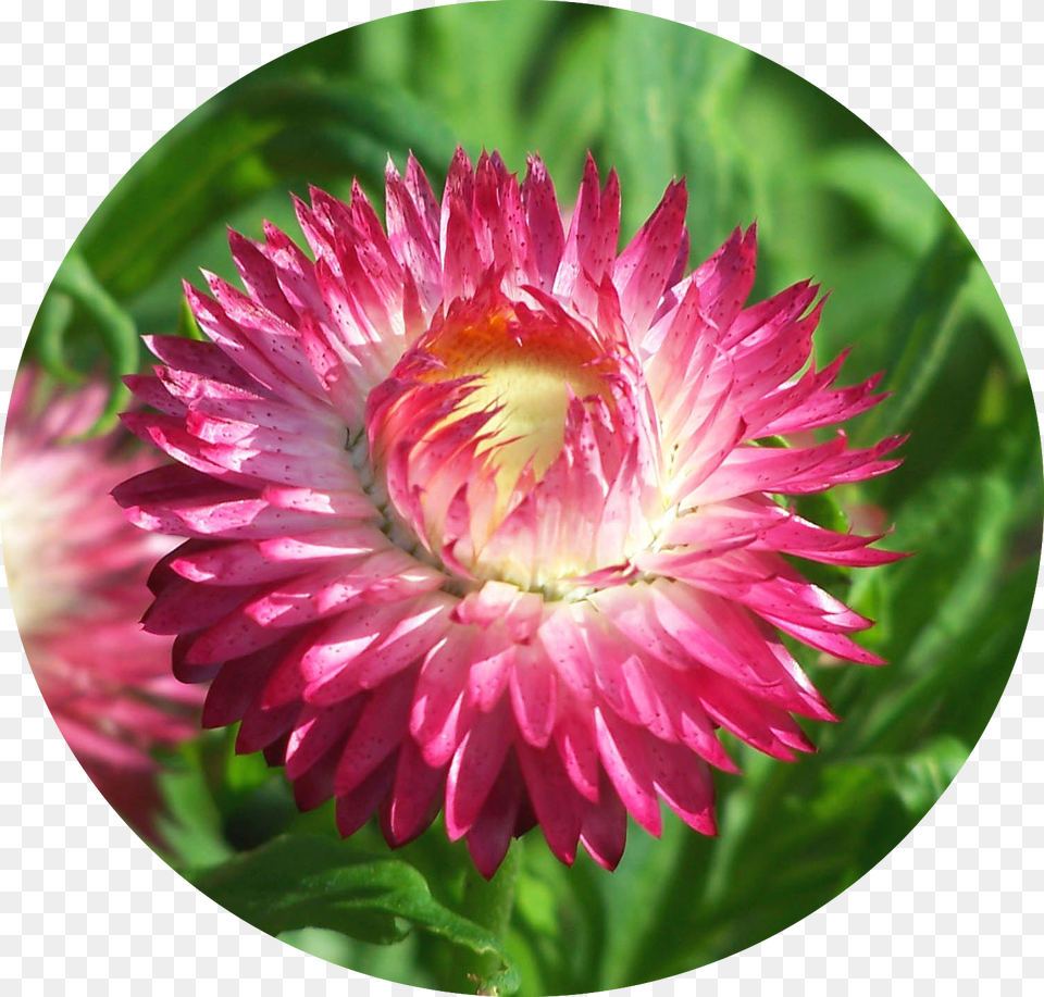 Everlast Means Never Ceasing Remembrance Kwiaty Ogrodowe Ktre Nie Potrzebuj Soca, Dahlia, Daisy, Flower, Petal Png Image