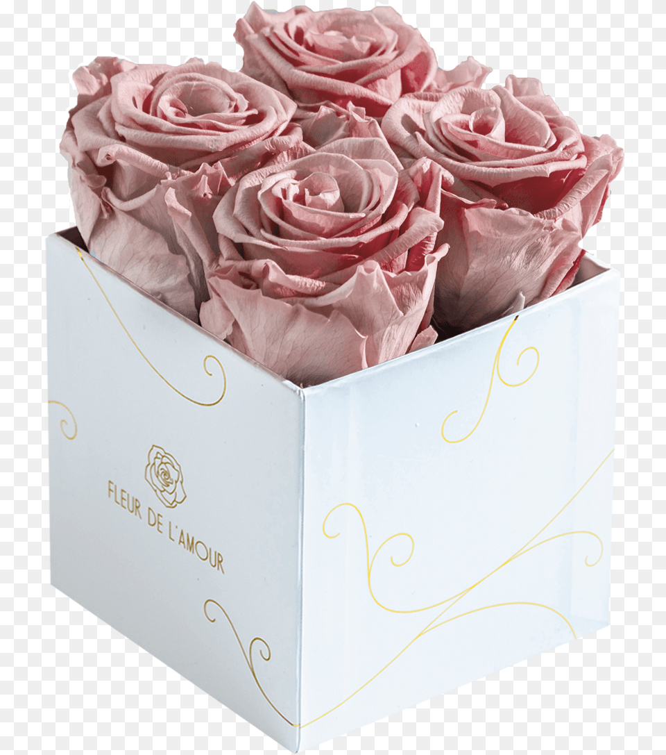 Everlasting Bloom Quatre, Flower, Flower Arrangement, Flower Bouquet, Plant Free Transparent Png