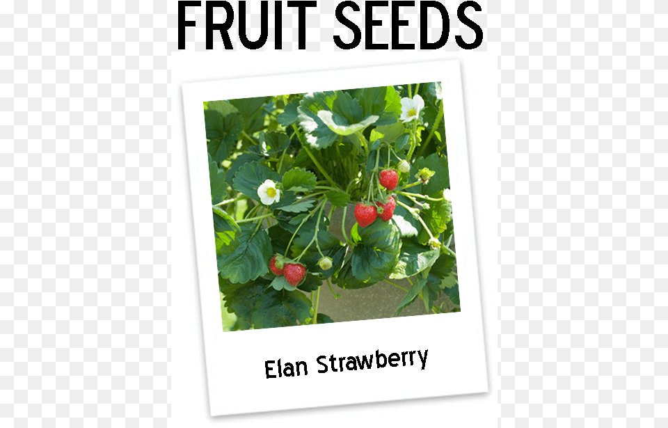 Eversweet Strawberry Plants Icon Strawberry Elan, Berry, Food, Fruit, Plant Free Transparent Png