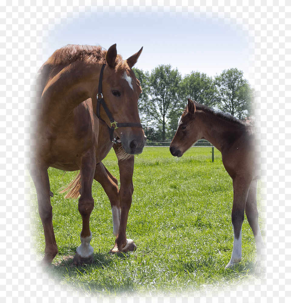 Every Foal At Bruers Horses Is Of High Quality Sorrel, Animal, Colt Horse, Horse, Mammal Png