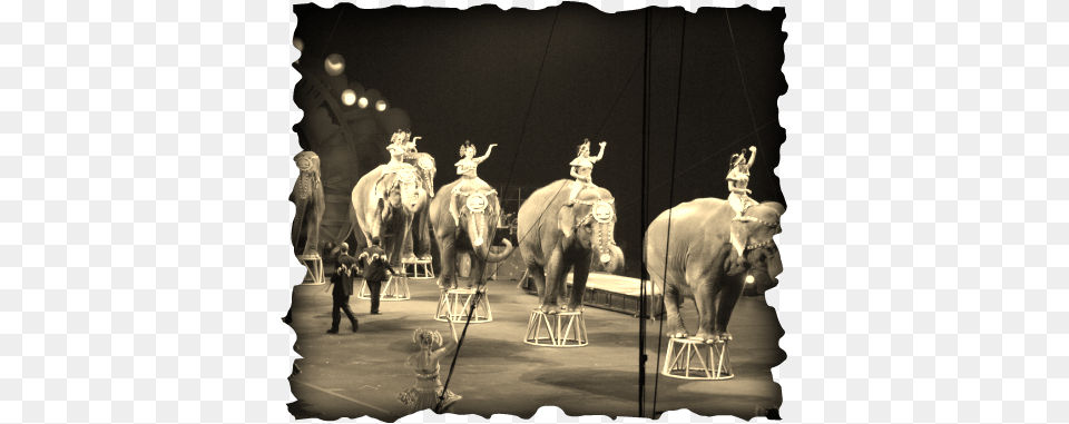 Every Major Circus That Uses Animals Has Been Cited Russian Circus Elephants, Leisure Activities, Person, Animal, Wildlife Free Png Download
