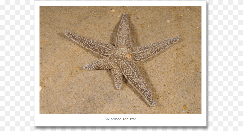 Every Once In Awhile I See A Confused Sea Star Sea Star Growing Arm, Animal, Lizard, Reptile, Invertebrate Free Png Download