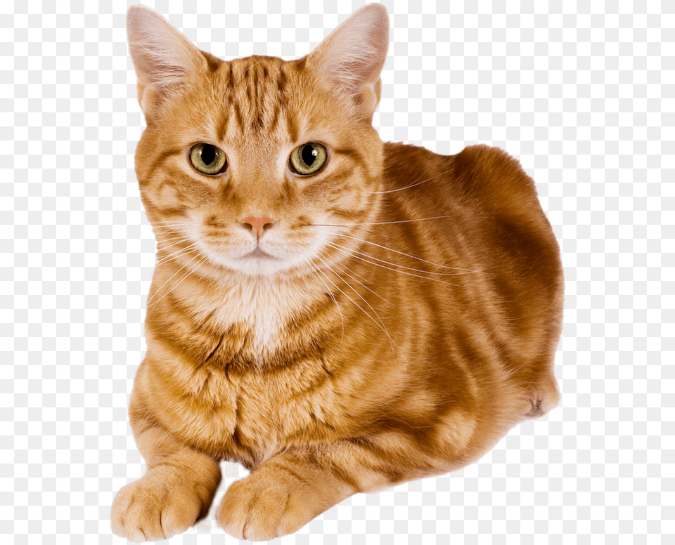 Everyday Dozens Of Dogs Amp Cats Are Turned Into Local Cat Free, Animal, Mammal, Manx, Pet Png Image