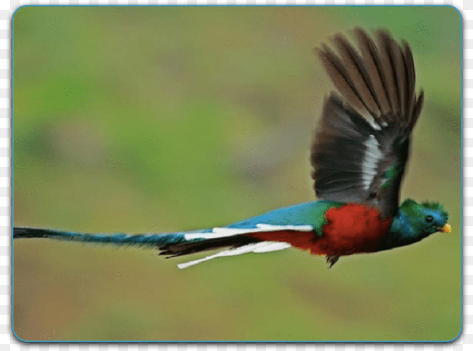 Everyone Heads To Monteverde To Look For The Quetzal Quetzal Ave Nacional Volando, Animal, Beak, Bird, Parrot Png Image