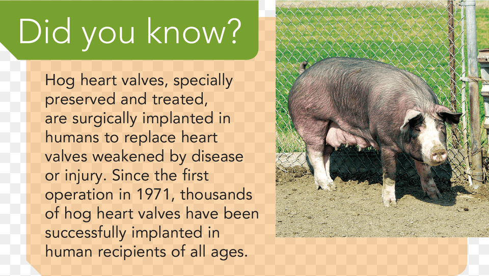 Everything But The Oink Pig Heart Valves Replacement, Animal, Boar, Hog, Mammal Free Transparent Png