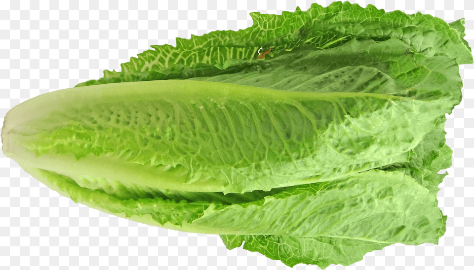 Everything You Need To Know About The Romaine Lettuce Lechuga Romana Y Orejona, Food, Plant, Produce, Vegetable Png