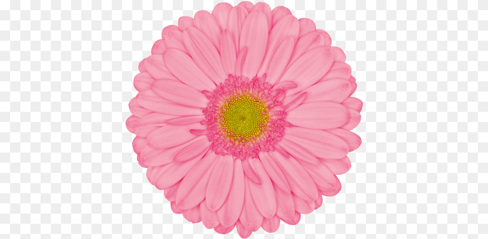 Evi Gerbera Evi, Dahlia, Daisy, Flower, Petal Free Transparent Png
