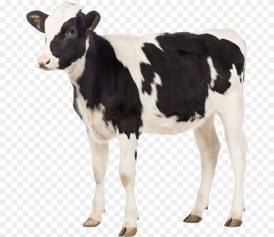 Eviban Dopharma Do Not Eat Animals, Animal, Cattle, Cow, Livestock Png Image
