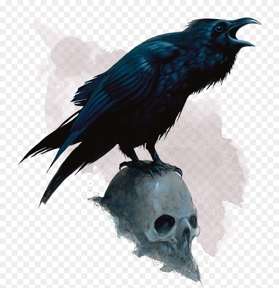 Evil Raven, Animal, Bird, Blackbird, Beak Free Png