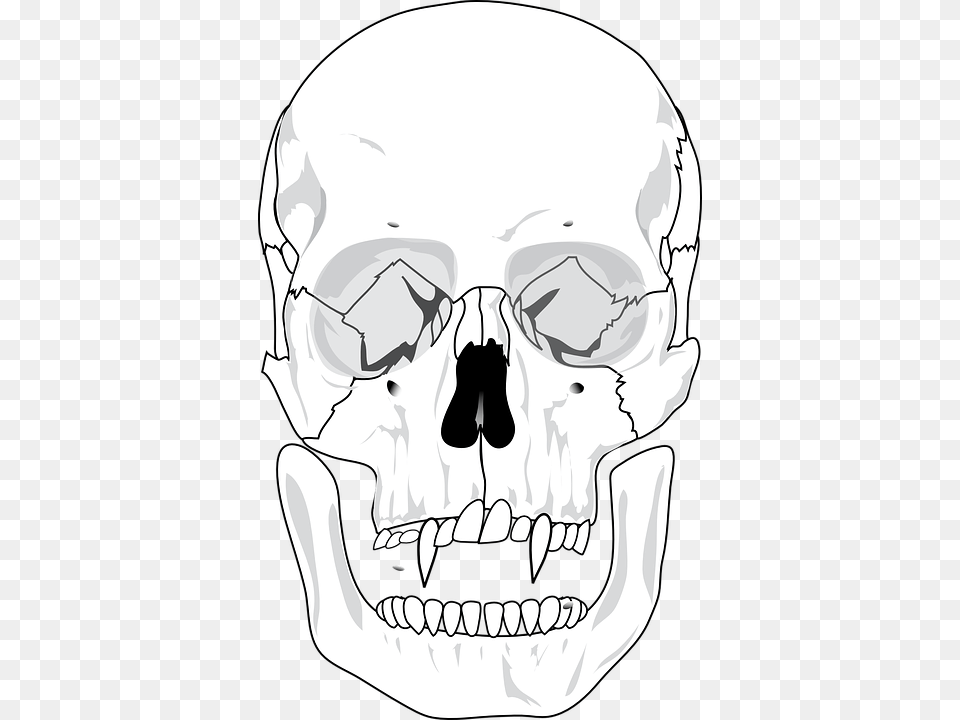 Evil Skull Devil Teeth Skeleton Scary Blank Human Skull Anatomy, Stencil, Adult, Male, Man Free Png Download