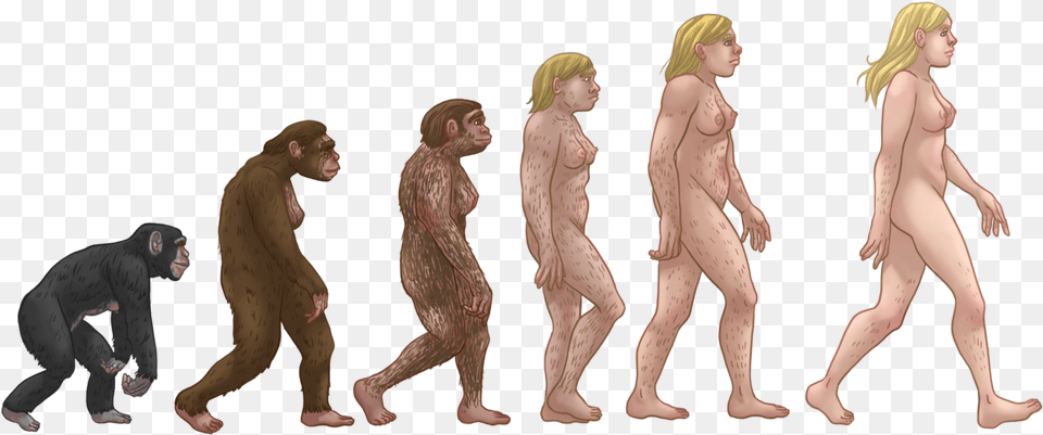 Evolution, Adult, Person, Woman, Female Png Image