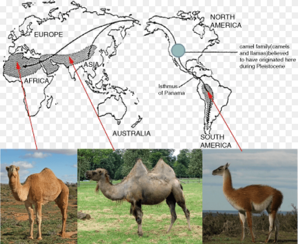 Evolution Of Camels And Llamas Geographical Evidence For Evolution, Animal, Antelope, Mammal, Wildlife Free Transparent Png