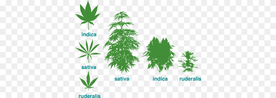 Evolution Of Cultivated Cannabis Strains Cannabis Ruderalis, Vegetation, Plant, Green, Tree Free Transparent Png