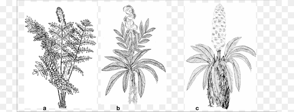 Evolution Of Cycas Plant Drawing, Art Free Transparent Png