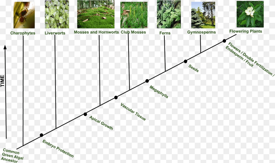 Evolution Of Plant Diversity Flowering Plants Evolution, Vegetation, Green, Leaf, Grass Free Png Download