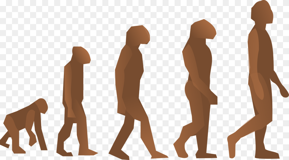 Evolution Steps Icons, Adult, Male, Man, Person Free Png Download