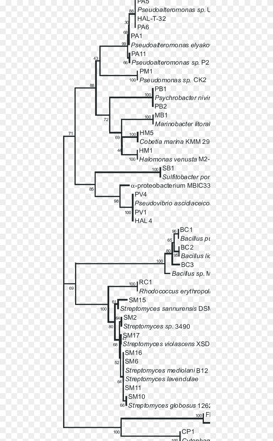 Evolutionary Relationships Of Cultured Sponge Bacteria Diagram Png Image