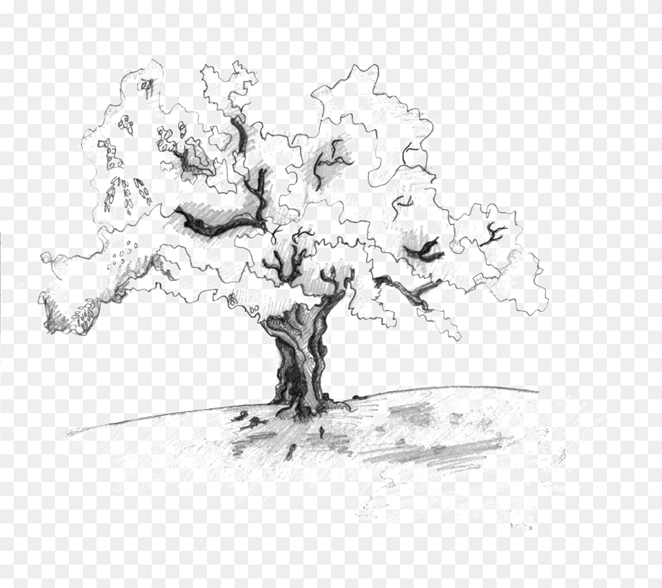 Ewe Tree Sketch, Art, Drawing, Plant, Adult Png