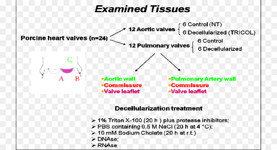 Examined Tissues Diagram, Chart, Plot, Text, Blackboard Free Png