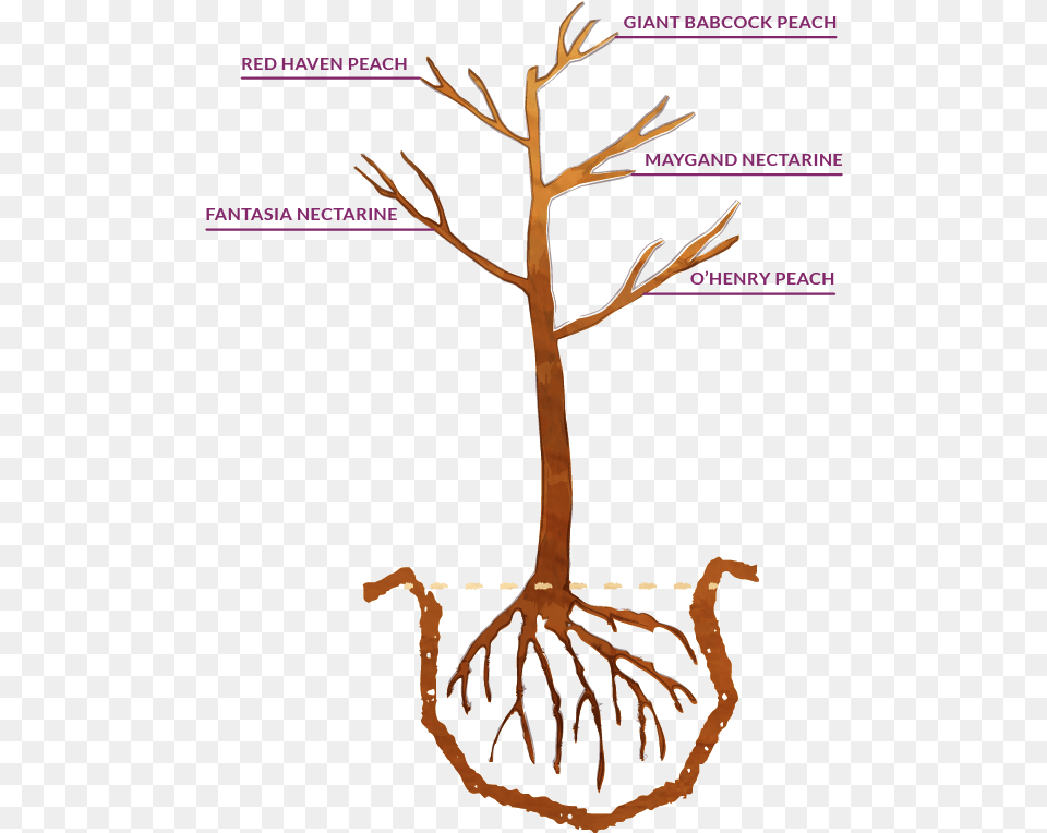 Example Of A Fruit Splash Tree Your Fruit Tree Will Illustration, Plant, Root Free Png Download