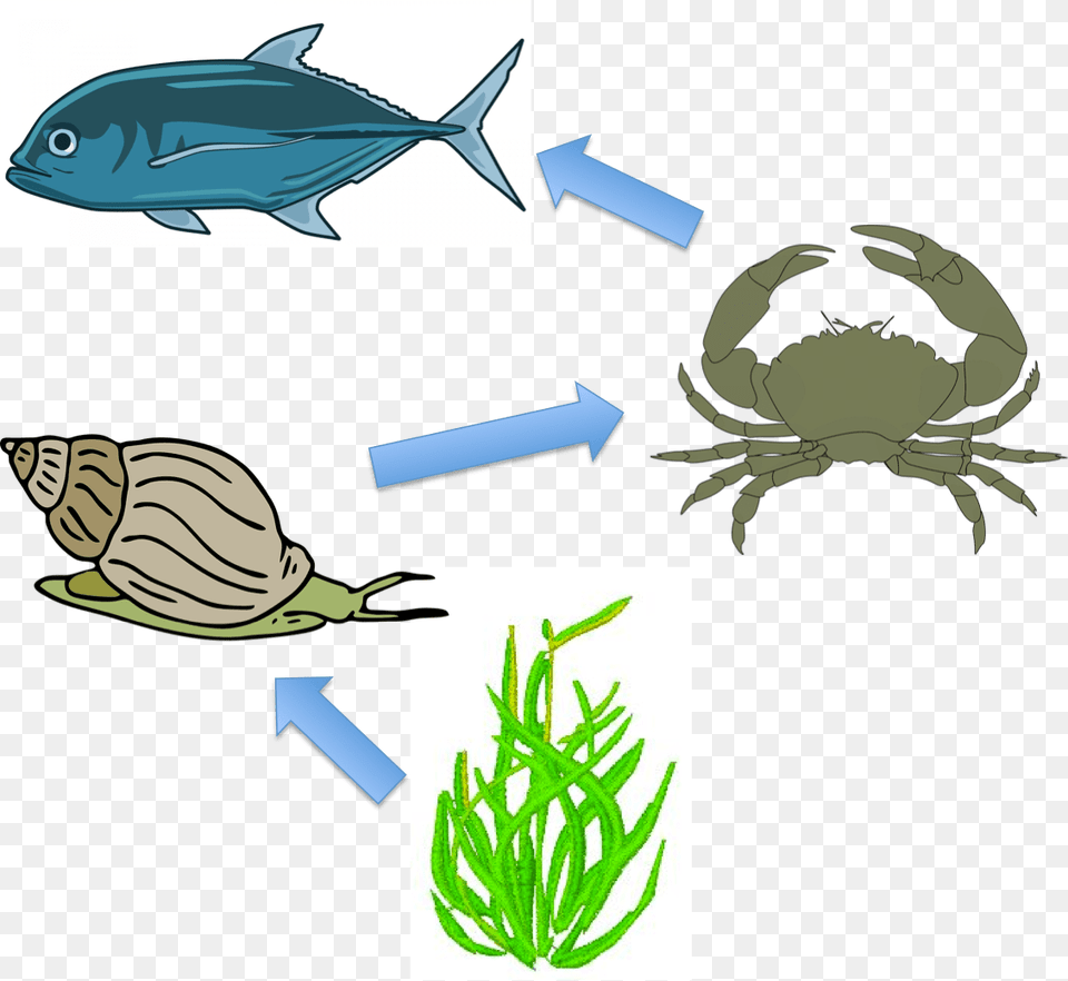 Example Of A Surface Ocean Food Web Food Chain In Sea, Animal, Fish, Plant, Sea Life Free Png