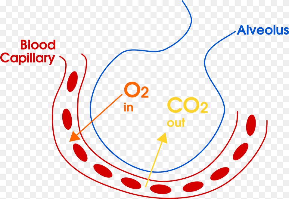 Example Of Gas Exchange In The Lungs For Copd Overlap Gas Exchange In Alveoli Diagram, Nature, Night, Outdoors, Astronomy Free Png Download